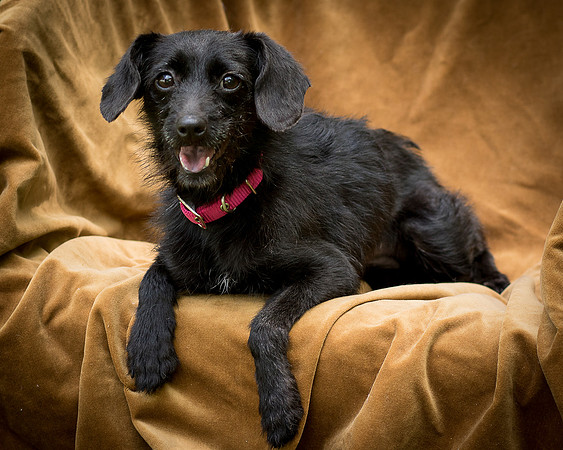 Foster Noche-0801