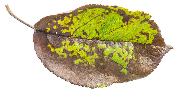 Leaf_2