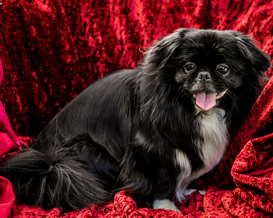 Foster Prince-0894