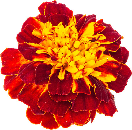 Flower_10
