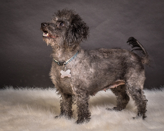 Foster Mokey-1812