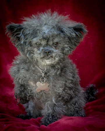 Foster Vivienne-9273