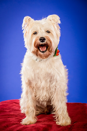Partick-Newman & Sadie-2604