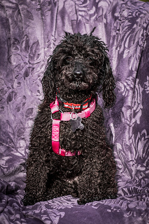 Foster Mindy-2710
