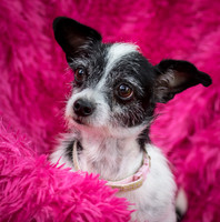 Foster Olive-7624