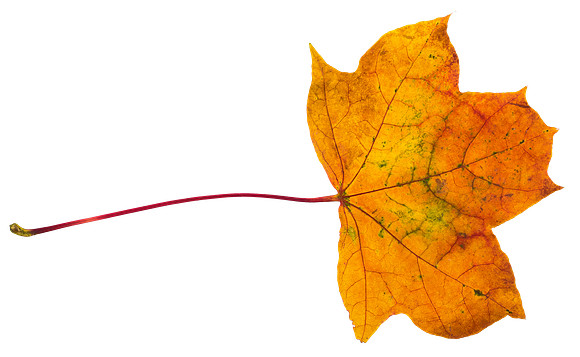 Leaf_54