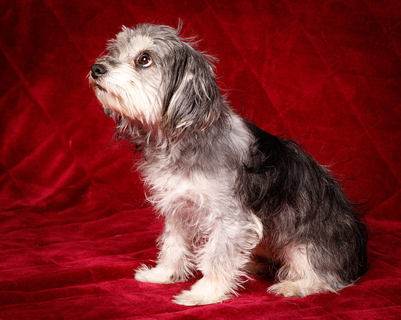 Foster Alex-6193