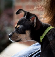 Foster Dandelion-9045