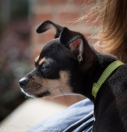 Foster Dandelion-9045