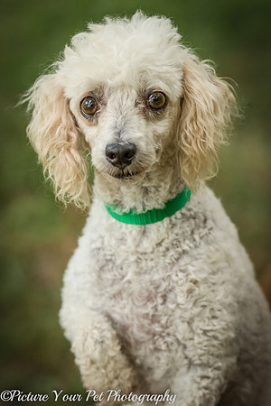 Foster Betty White-3091