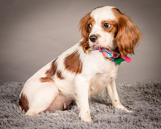 Foster josephina-3762