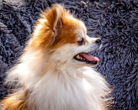 Foster Stella-7852