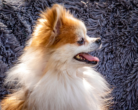 Foster Stella-7852