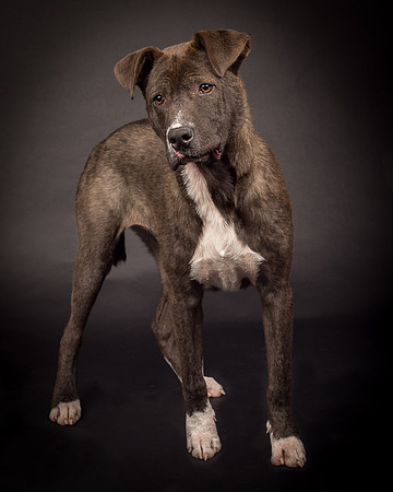 Foster Captain-1278