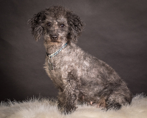 Foster Mokey-1736