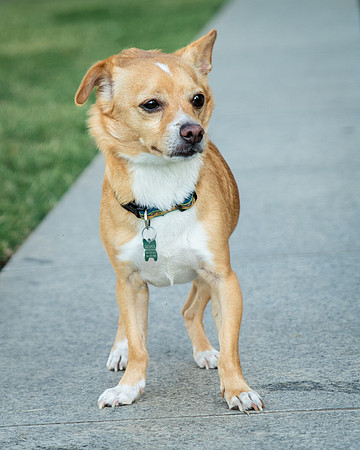 Foster Paddy-9964