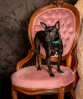 Foster Elvira-0155