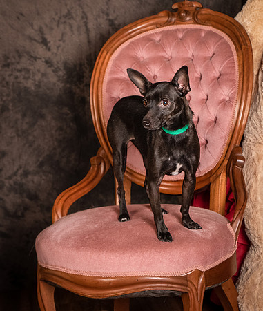 Foster Elvira-0155