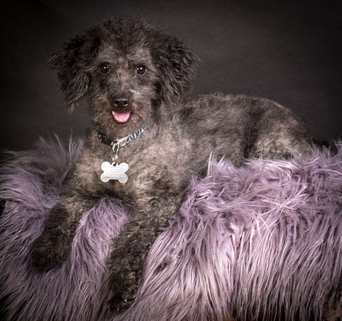 Foster Mokey-1343