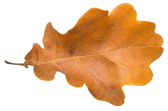 Leaf_31