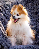 Foster Stella-7857