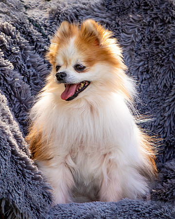Foster Stella-7857