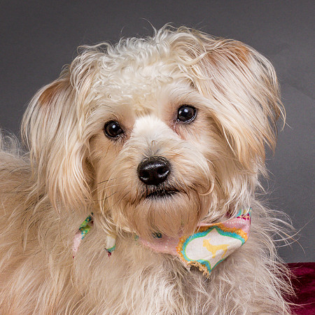Foster Henrietta-8413