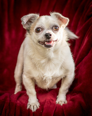 Foster Petey-9400