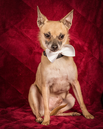 Foster Kiwi-8603