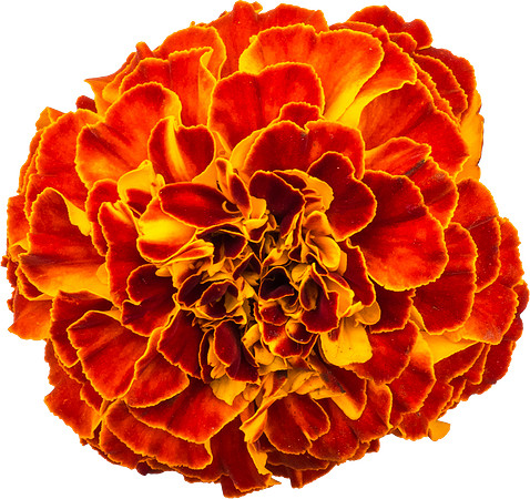 Flower_8
