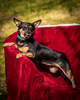 Foster Peanut-2830