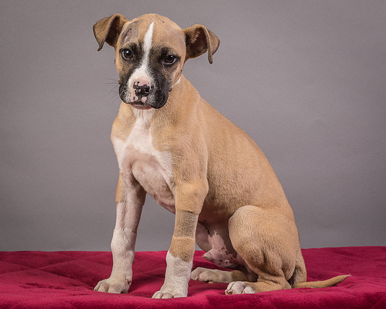 Foster Barnabas-4506