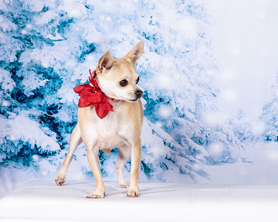 Foster Josefina-4602