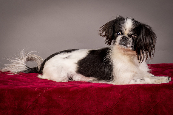 Foster Gypsy Rose-7736