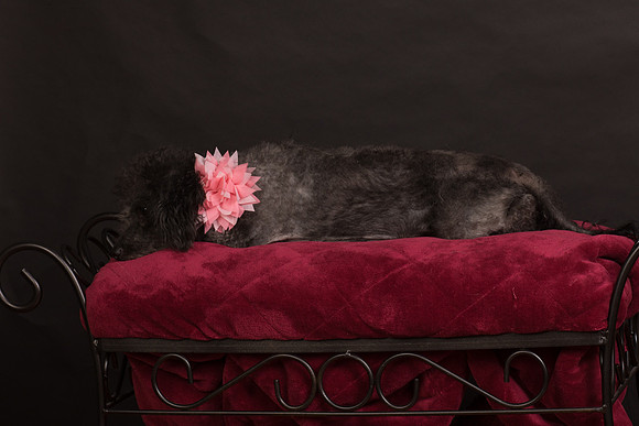 Foster Mokey-1625