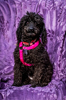 Foster Mindy-2703