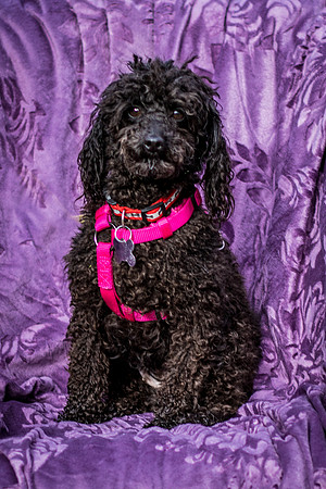 Foster Mindy-2703