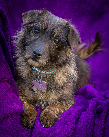Foster Inky-4136