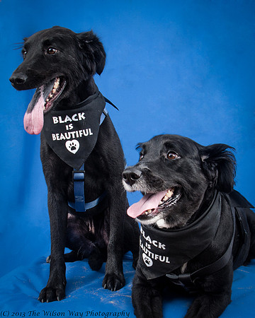 Denver and Huck-9373