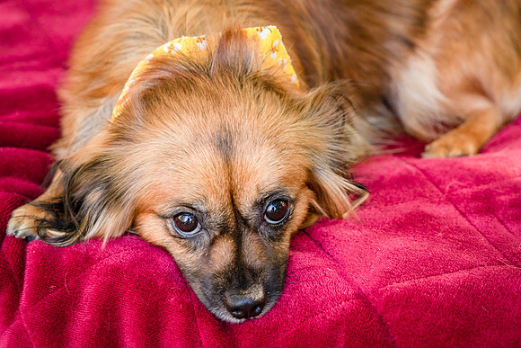 Foster Petunia-9281