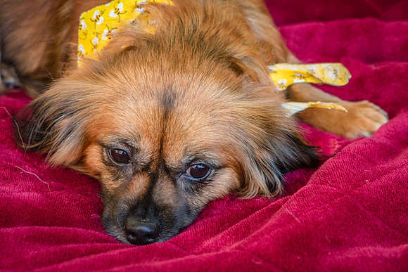 Foster Petunia-9393