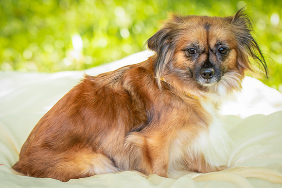 Foster Petunia-9241