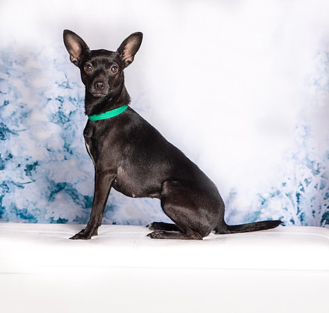 Foster Elvira-0221