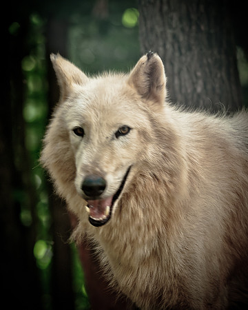 Wolf-9009