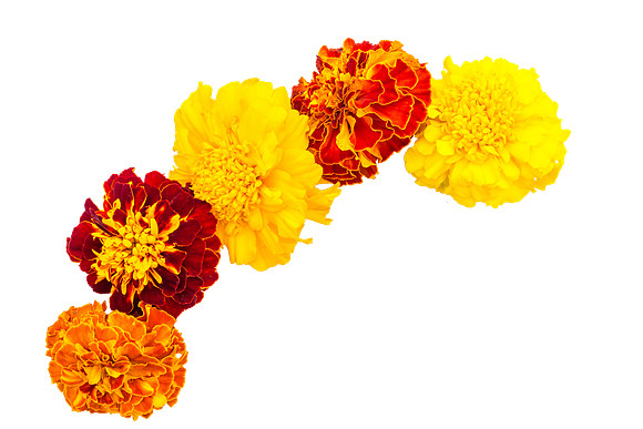 Flower_17