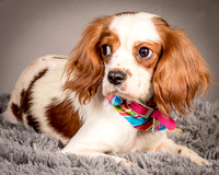 Foster josephina-3722