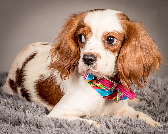 Foster josephina-3722