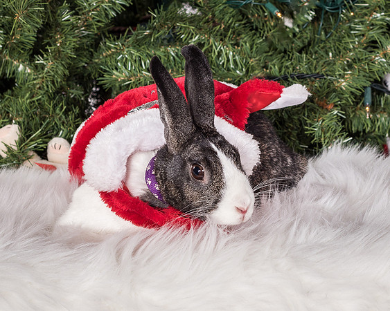 Foster Rabbit Penelope-4813