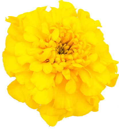 Flower_16