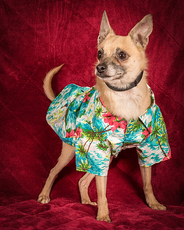 Foster Kiwi-8541